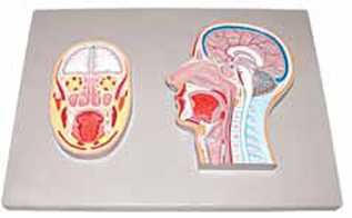 Frontal and Median Section of Head (relief model)